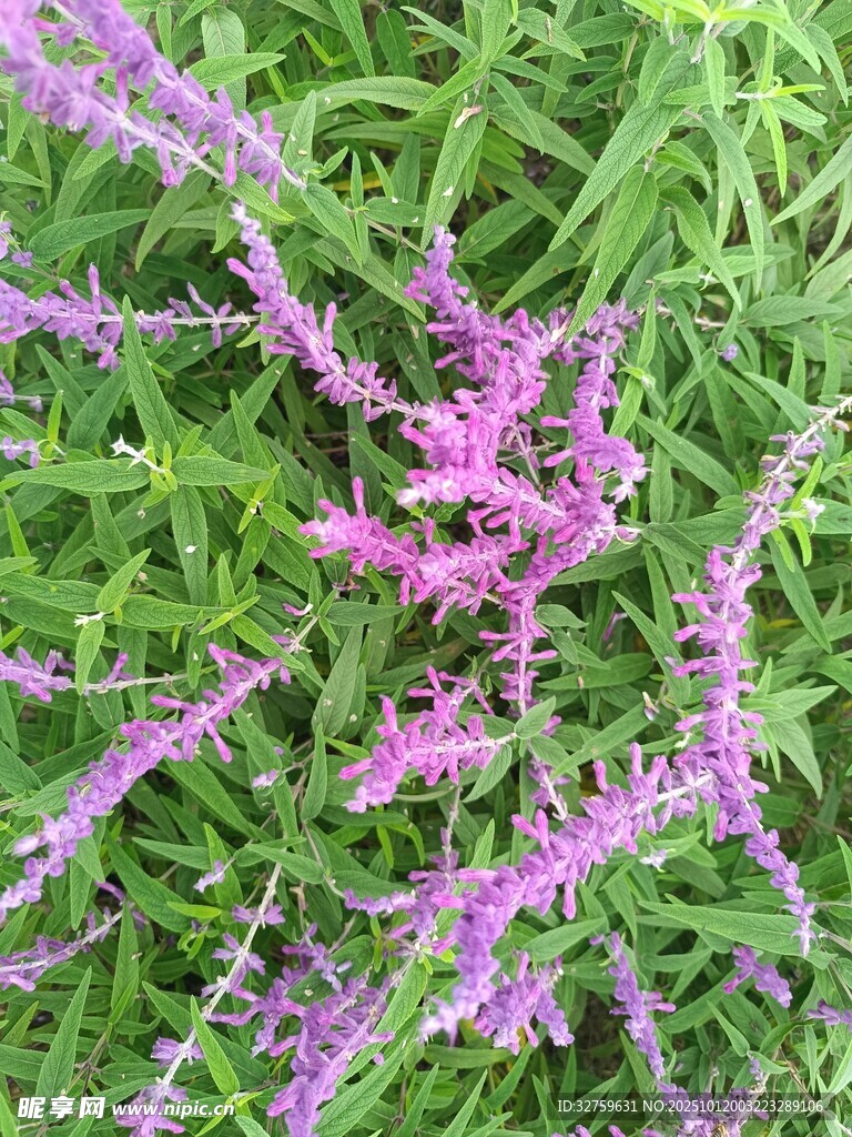 紫色穗状花草特写