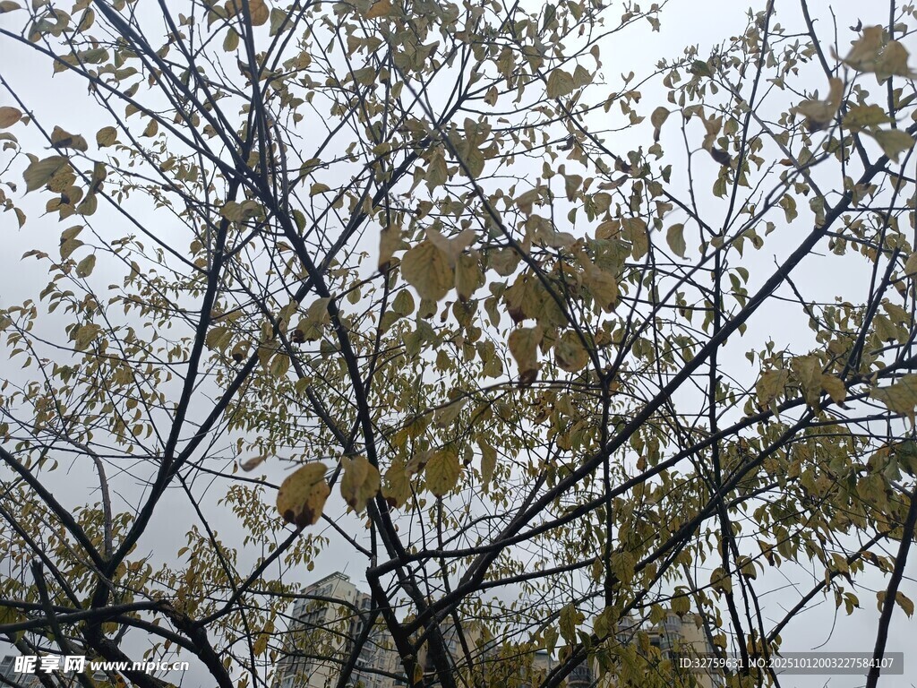 雨中枝叶