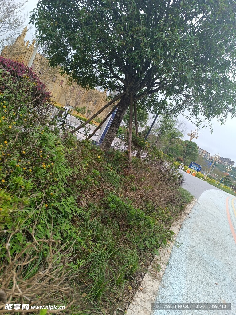 路边绿树与繁茂植被景观