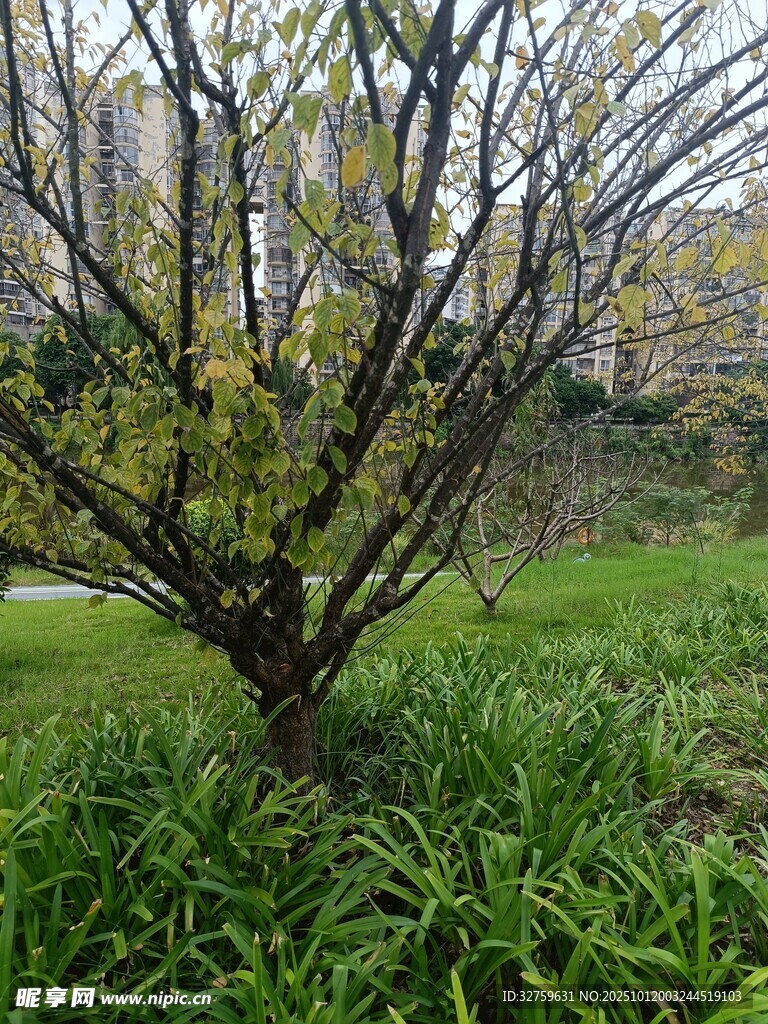 春日矮树与葱郁草地