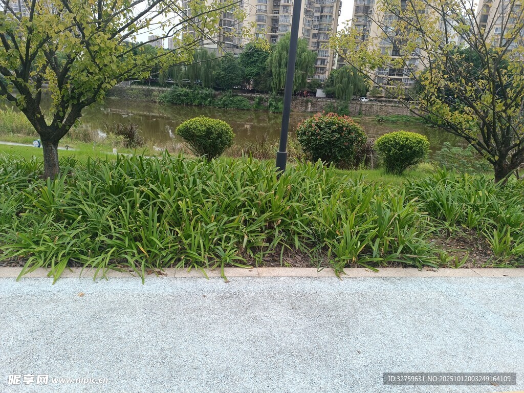 城市路边绿植景观