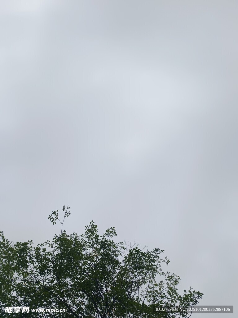 树梢上的灰蒙天空