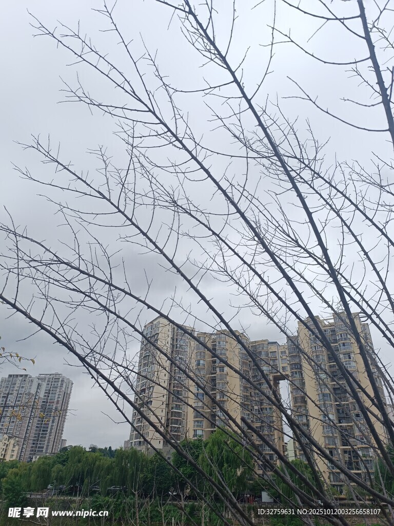 枯树枝与背景中的高楼