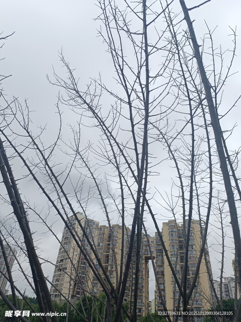 冬日枯树与远处楼宇
