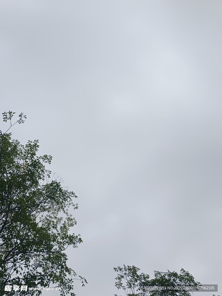 阴天树梢景象