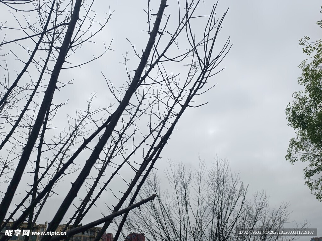 冬日枯树景象