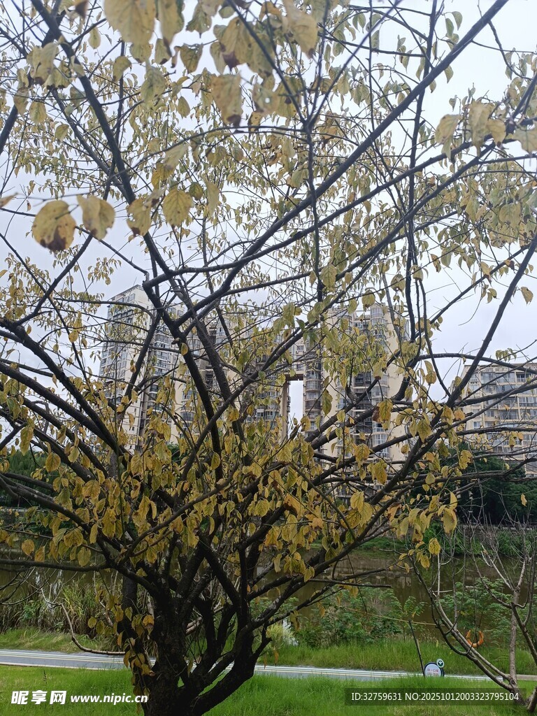 春日繁花满树的景致