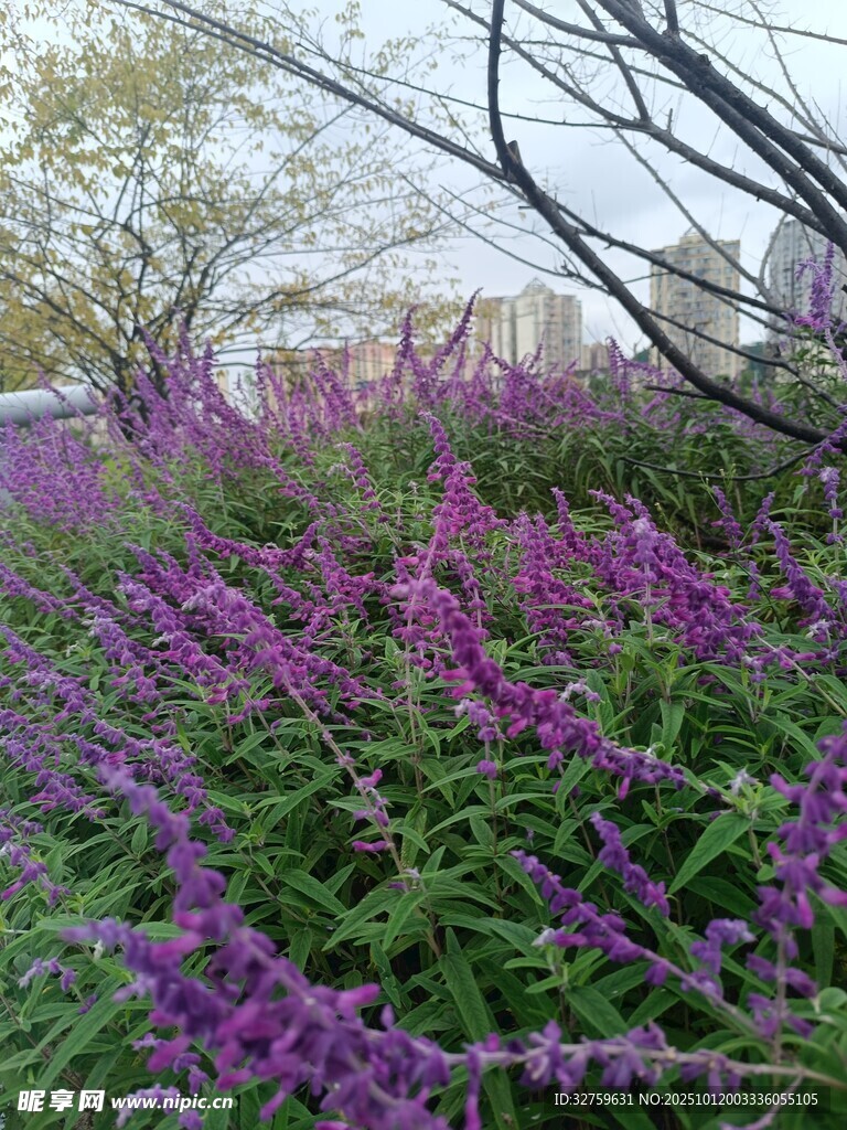 紫色花丛绽放美丽景象