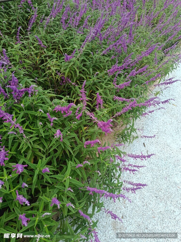 紫色花丛沿小径绽放