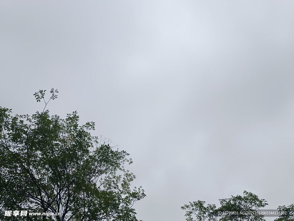 阴天中的绿树