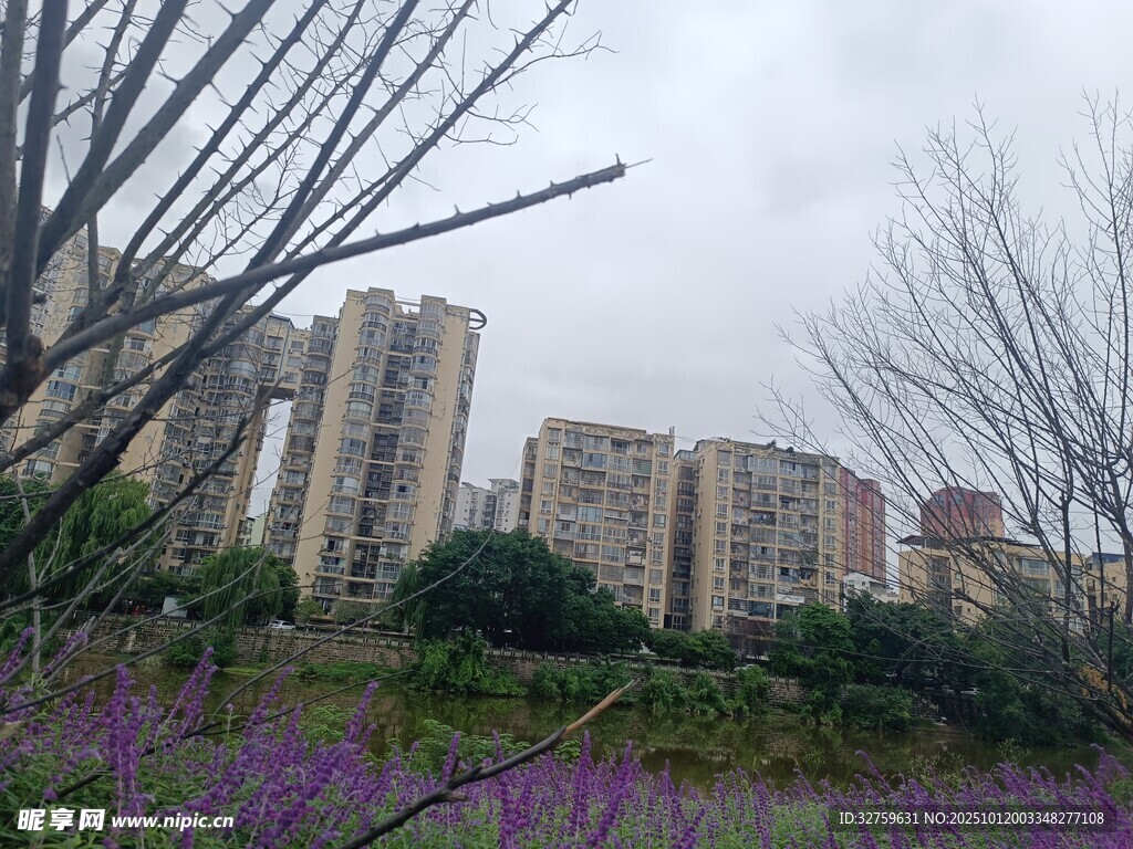 城市中绽放的紫色花丛