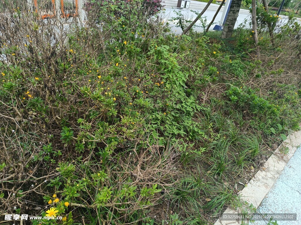 路边繁茂的绿色杂草丛
