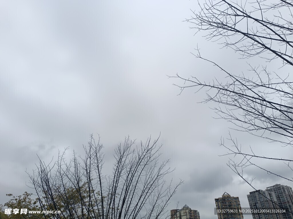 阴天城市树木景象