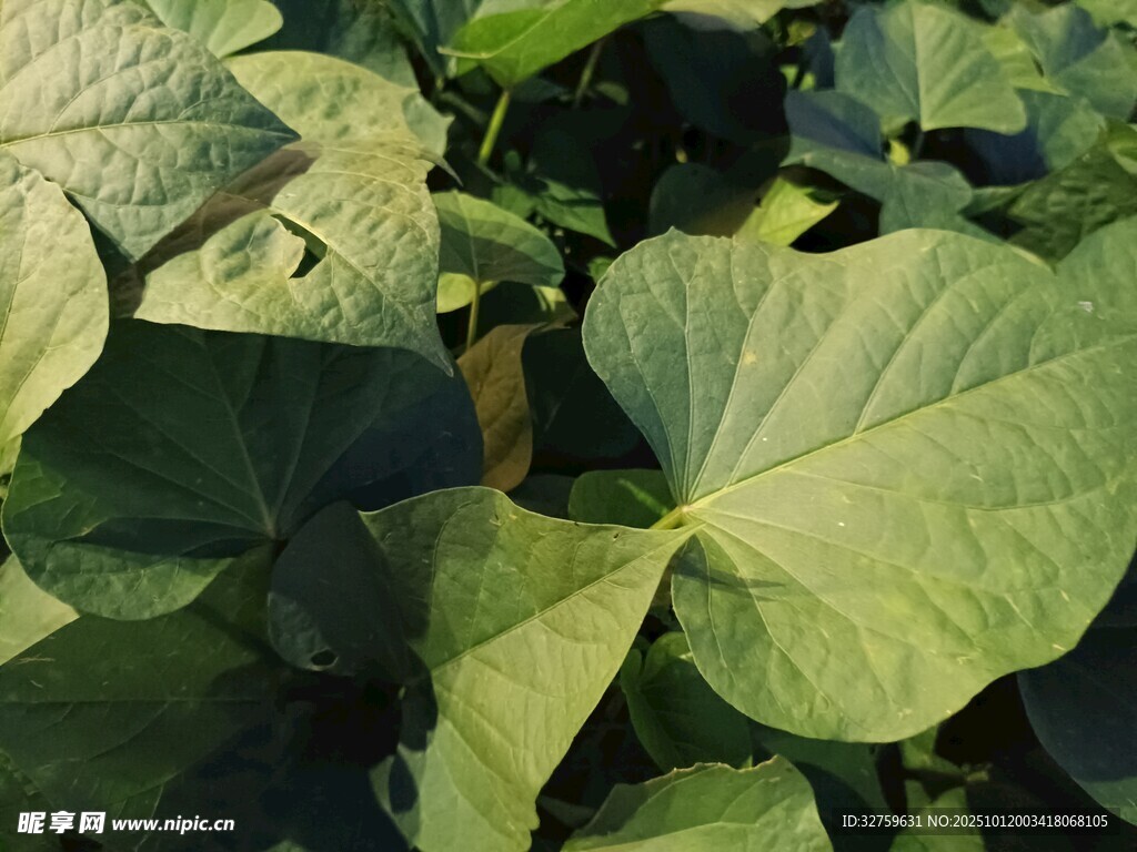 绿叶繁茂的植物景象
