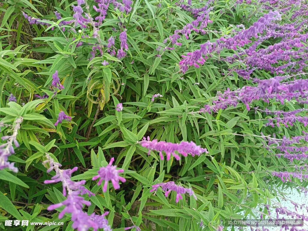 紫色鼠尾草绽放美丽