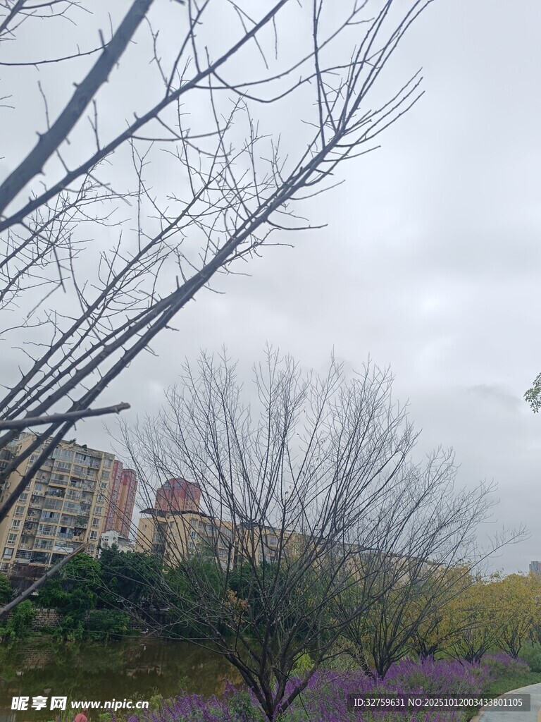 阴天里的树木与远处建筑