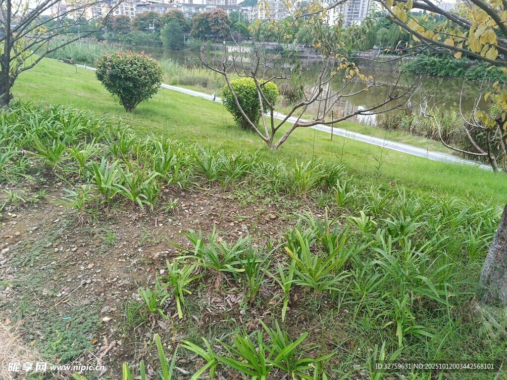 公园绿意盎然的自然景致