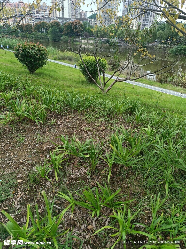 城市公园绿意盎然的草地