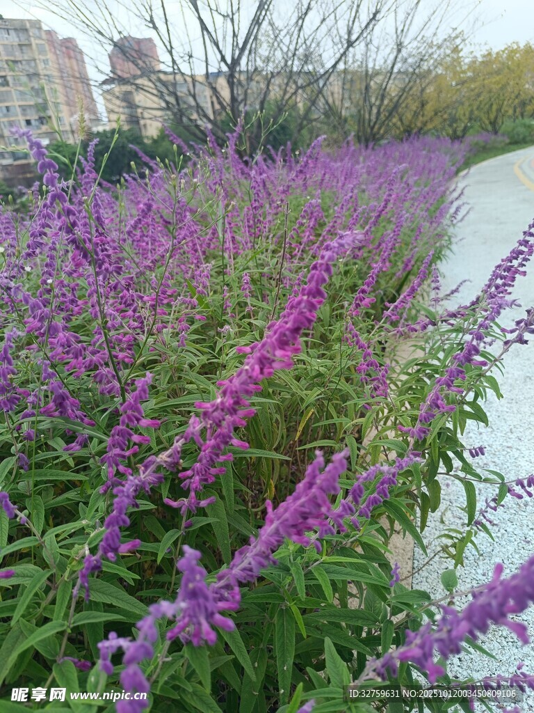 河畔紫色花卉绽放美景