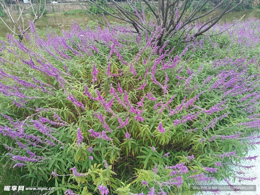 水边繁茂的紫色花卉景观
