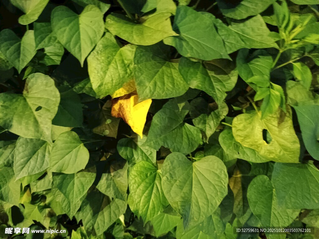 绿叶丛中的黄色花朵