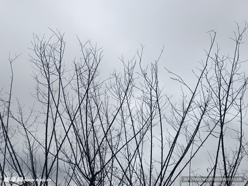 冬日枯树枝 