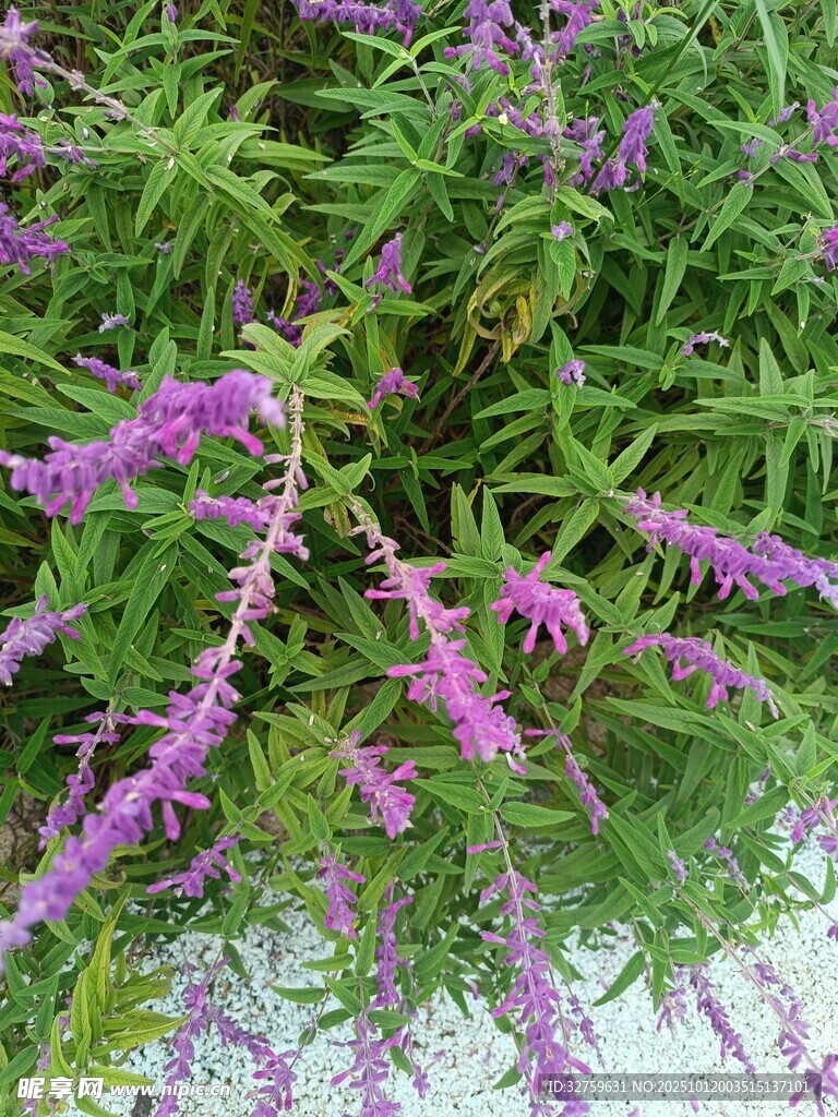 紫色穗状花卉特写