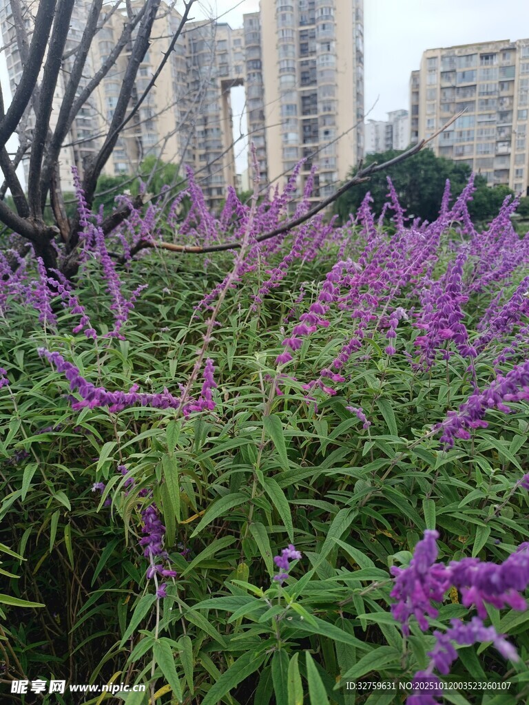 城市中绽放的紫色花卉