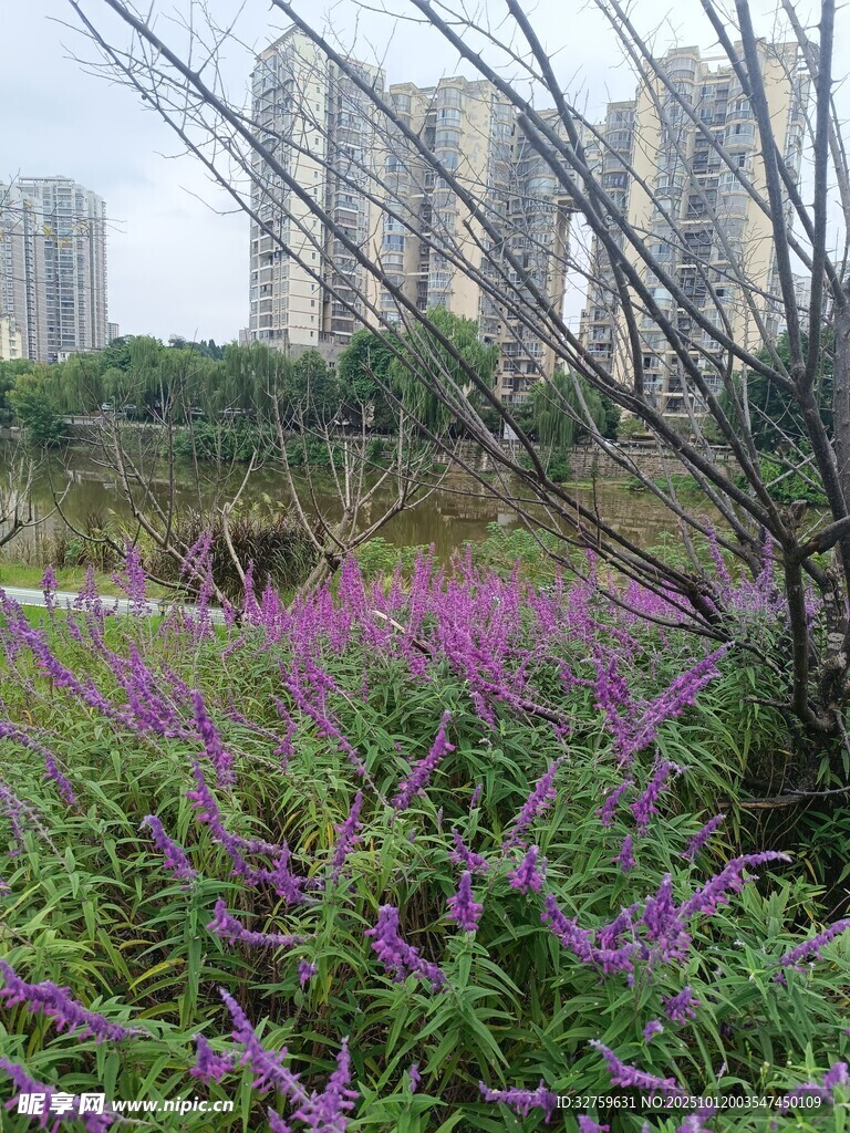 城市边的紫色花卉景观