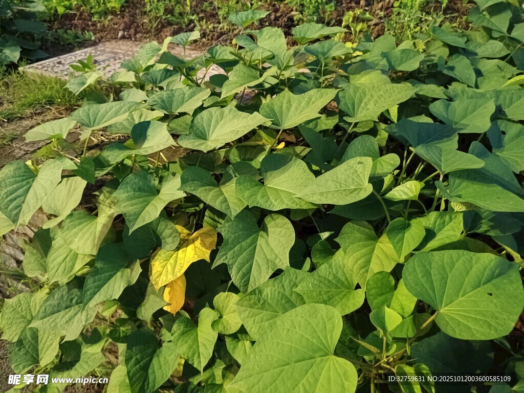 绿叶繁茂的植物景观