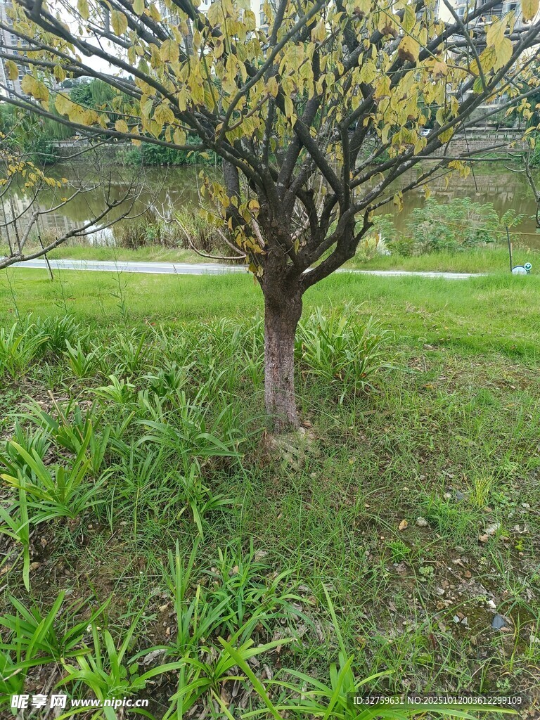 公园中孤独的开花树木