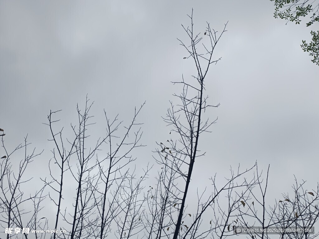 冬日枯树景象