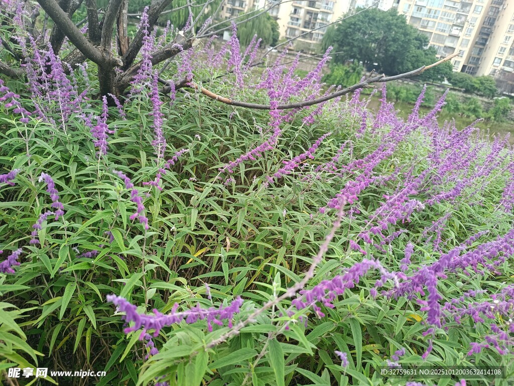 紫色花丛中的繁茂植物