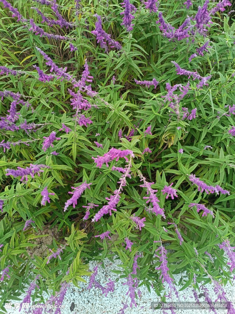 紫色花卉绿植特写