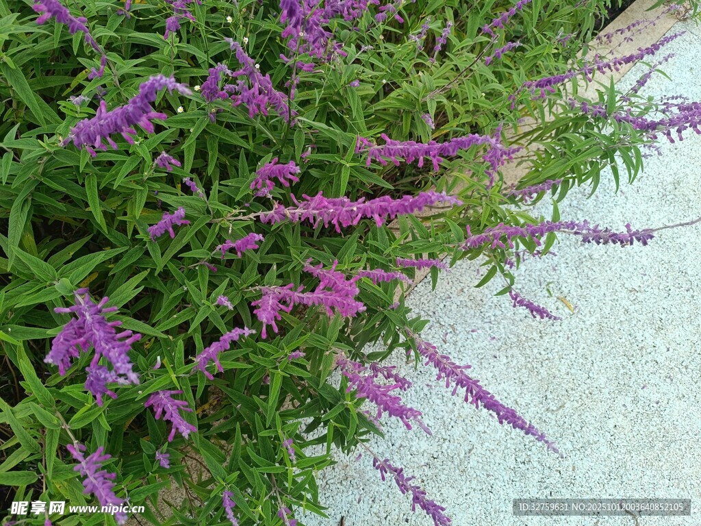 紫色穗状花草特写