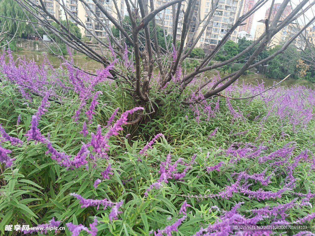 紫色花海中的繁茂植物