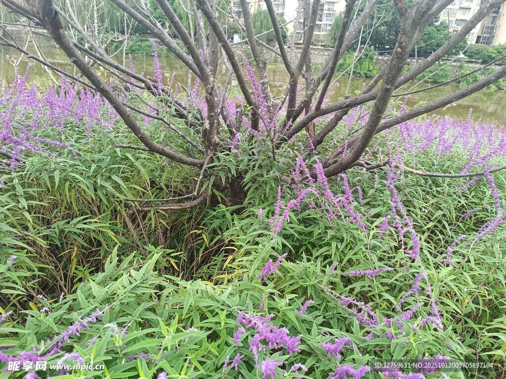 紫色花丛中的繁茂植物