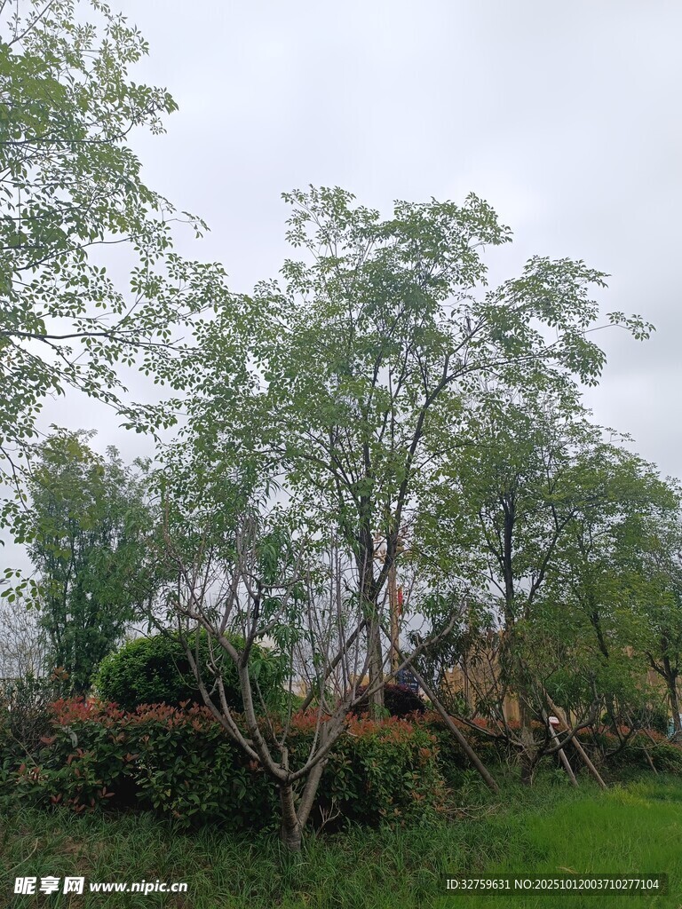 户外绿树丛生的自然景致