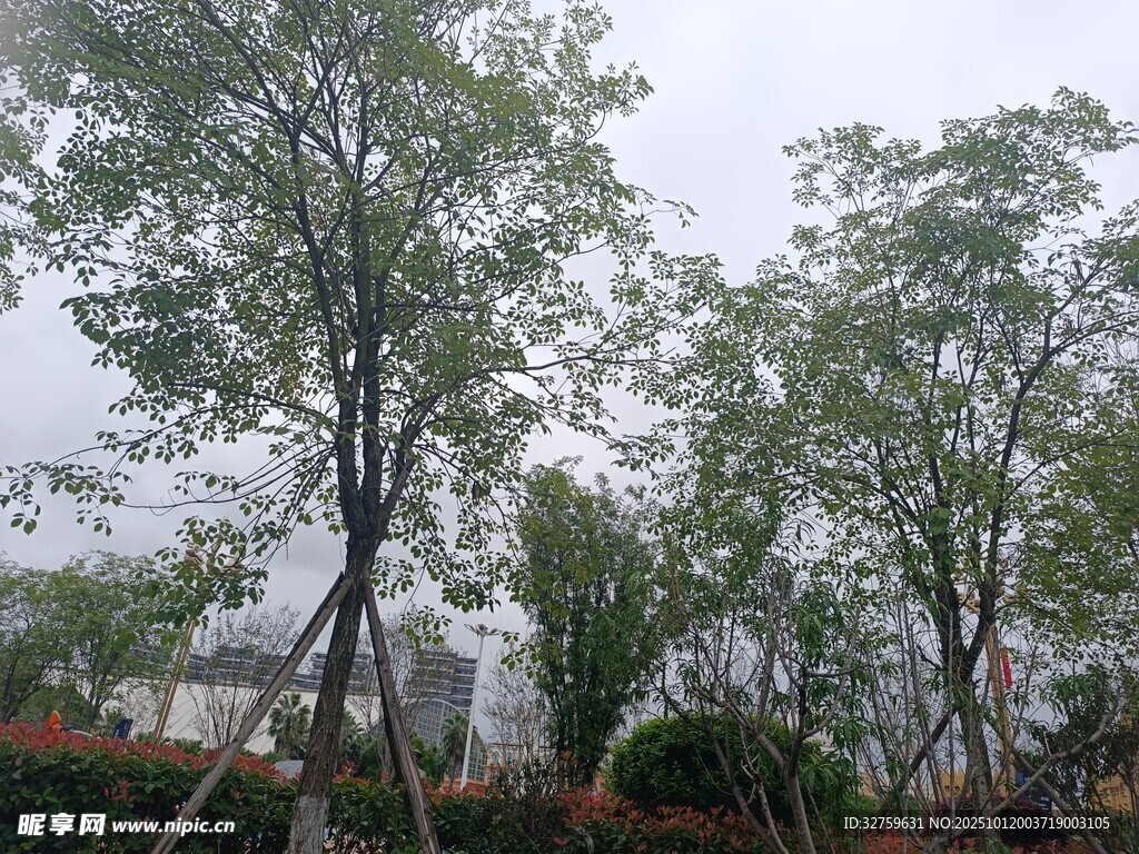 户外树木绿植景观