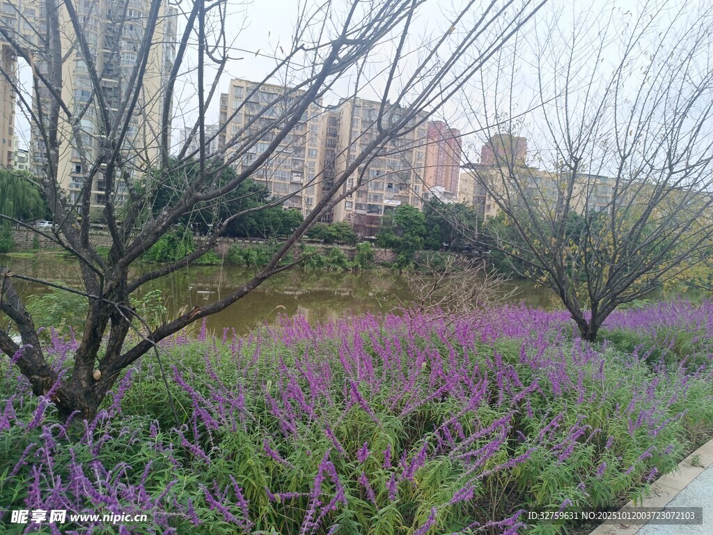 春日烂漫花田与树木景色