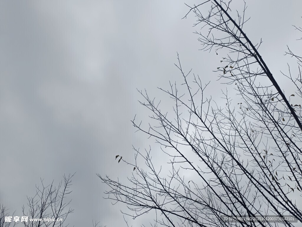 冬日枯树与阴沉天空