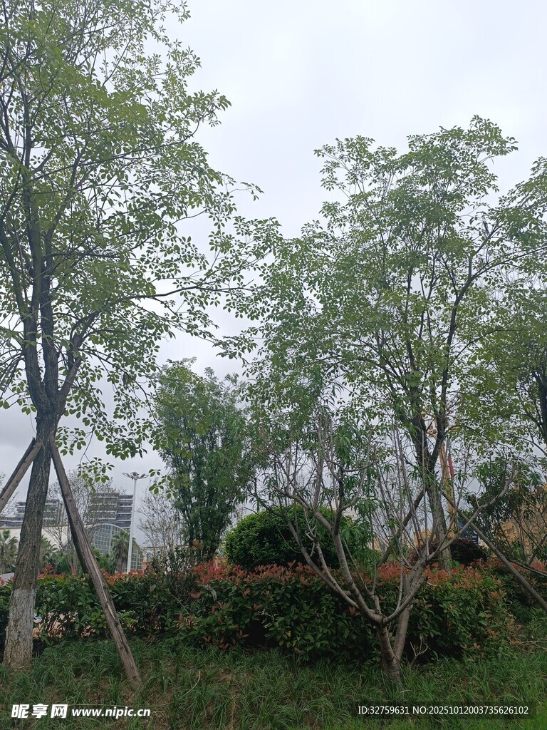 户外绿树景观