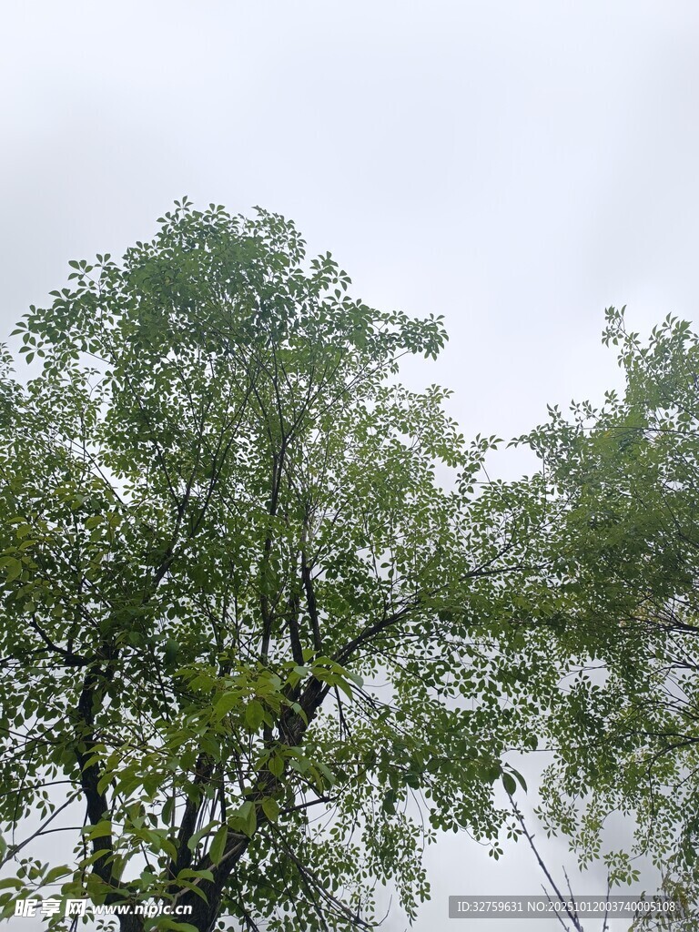 雨中葱郁树木
