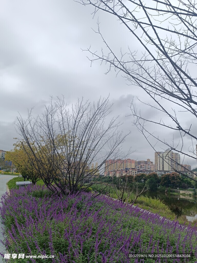 紫色花丛中的萧瑟树枝