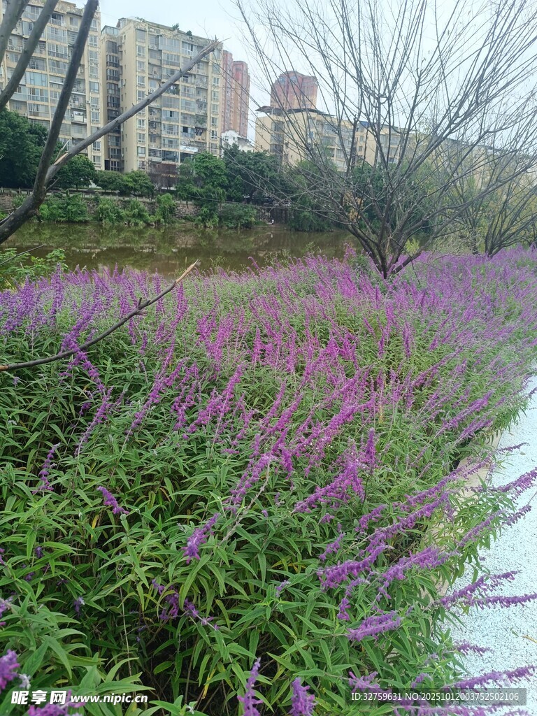 河畔紫色花丛与城市背景