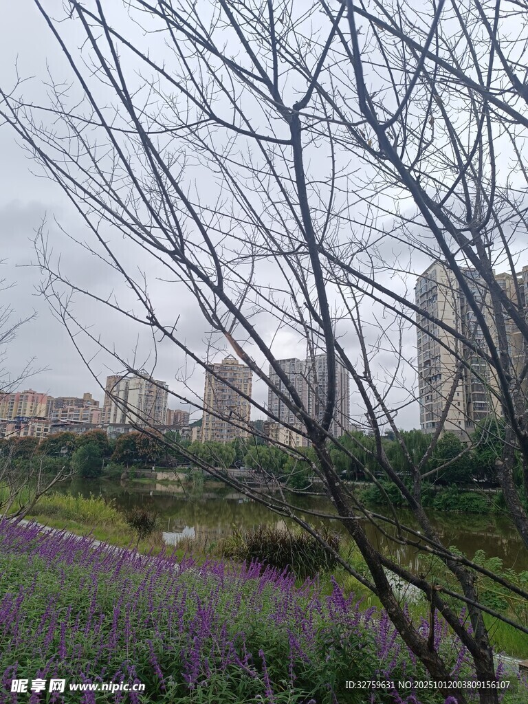 雨中枯树与紫色花景