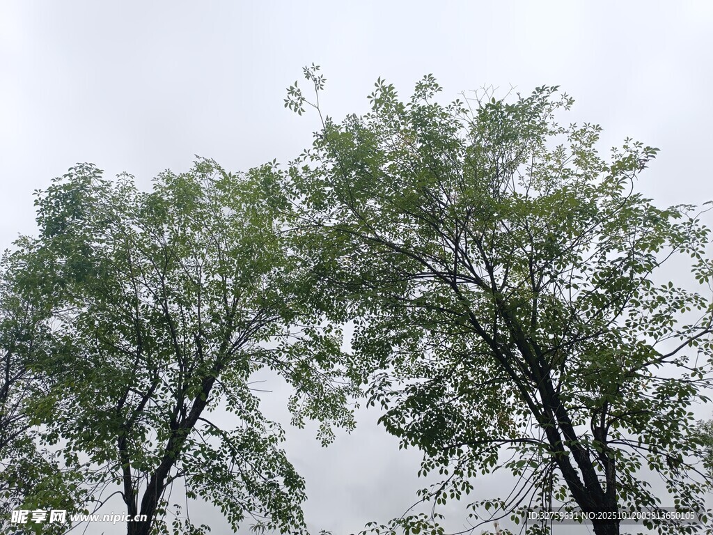 两棵绿树伸向天空
