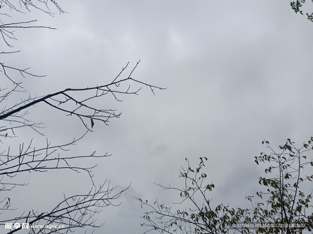 冬日枯树枝与朦胧天空