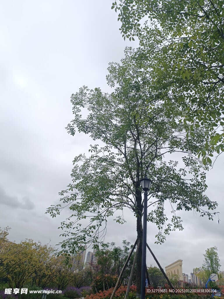 户外挺拔绿树风景图