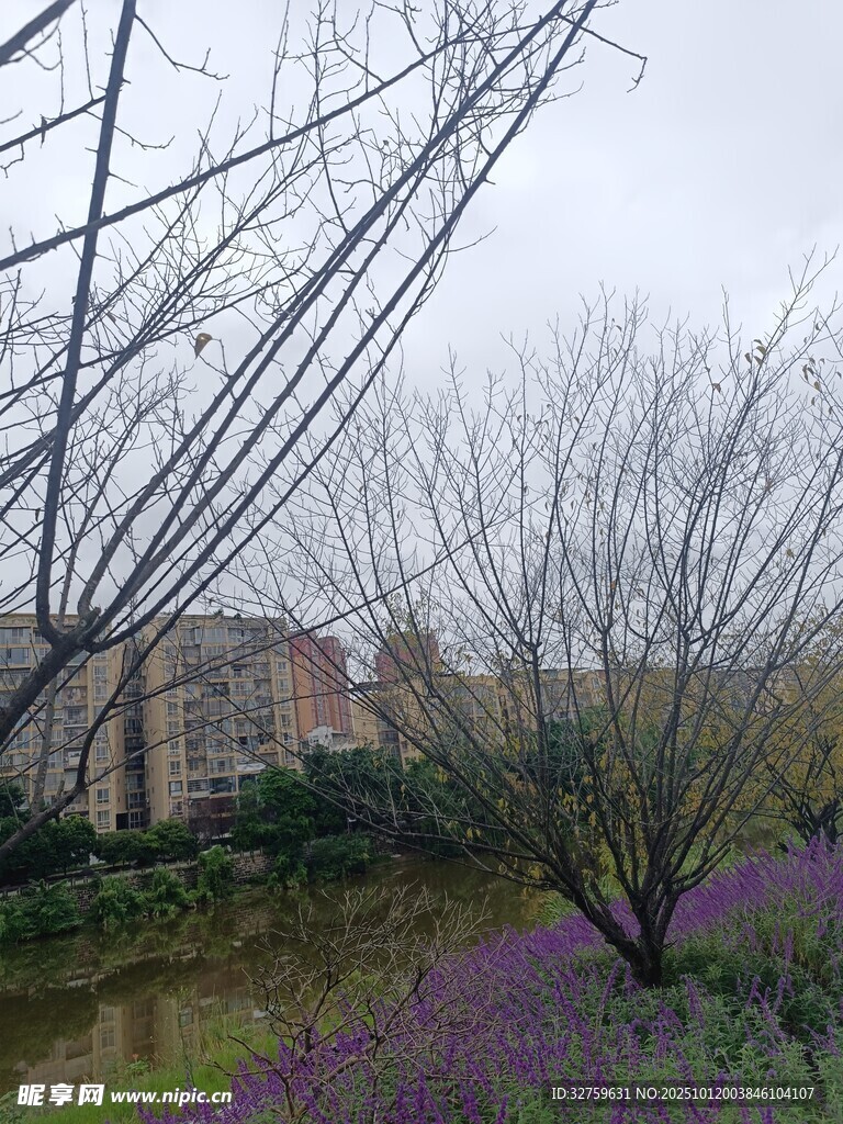 紫色花田旁的光秃树木